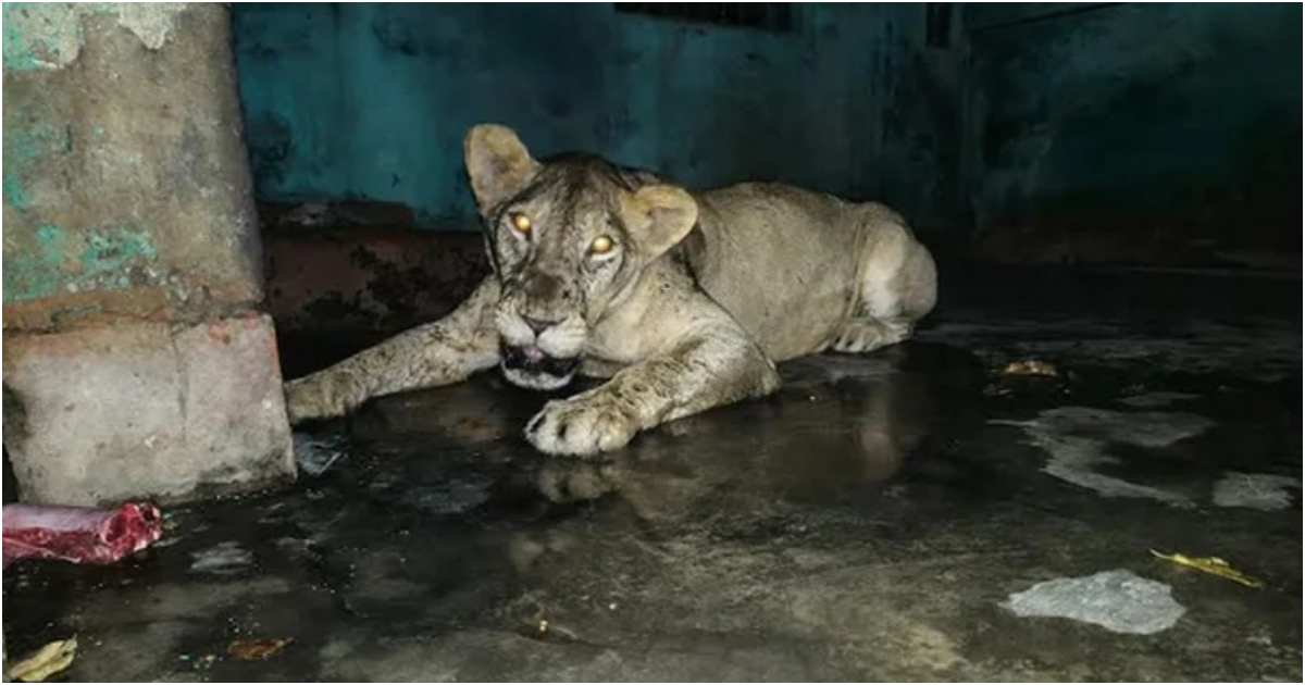 জাতীয় চিড়িয়াখানার খাঁচা থেকে বেরিয়ে যাওয়া সিংহটিকে কর্তৃপক্ষ খাঁচায় ফিরিয়ে আনতে সক্ষম হয়। ছবি: বাসস